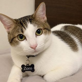 Gallery photo for Zoro