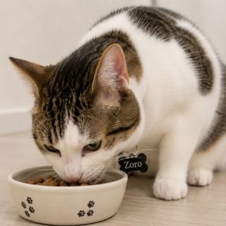Gallery photo for Zoro